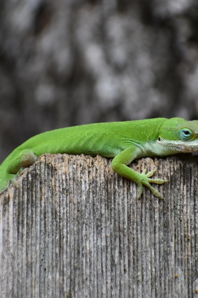 Зеленый геккон на заборе