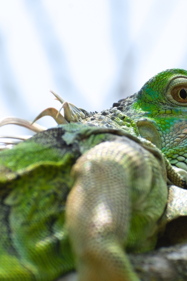 Зеленая игуана на ветке крупным планом