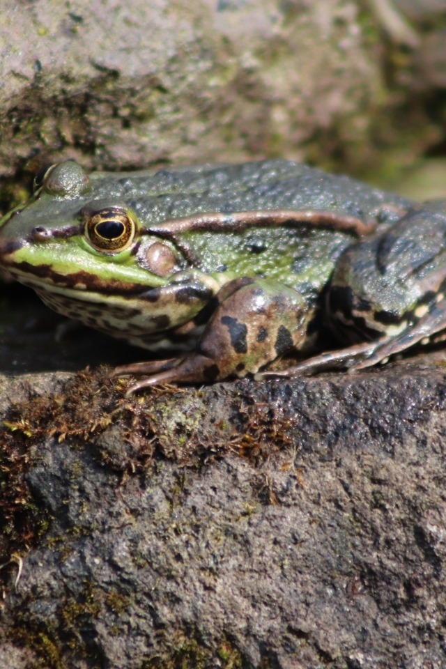 Зеленая прудовая лягушка на камне