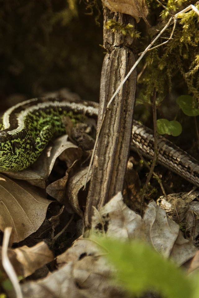 Зеленая песчаная ящерица в листве 
