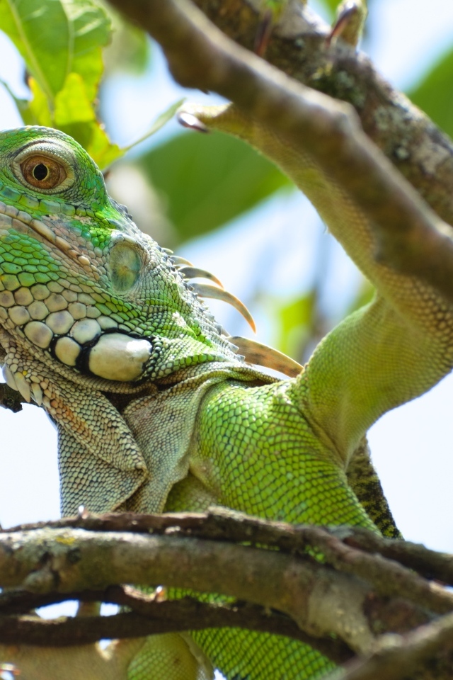 Крупная зеленая игуана в зарослях дерева 