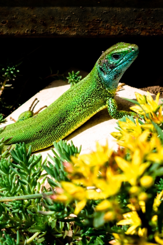 Большая зеленая ящерица в желтых цветах