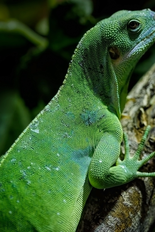 Большая зеленая ящерица с острыми когтями