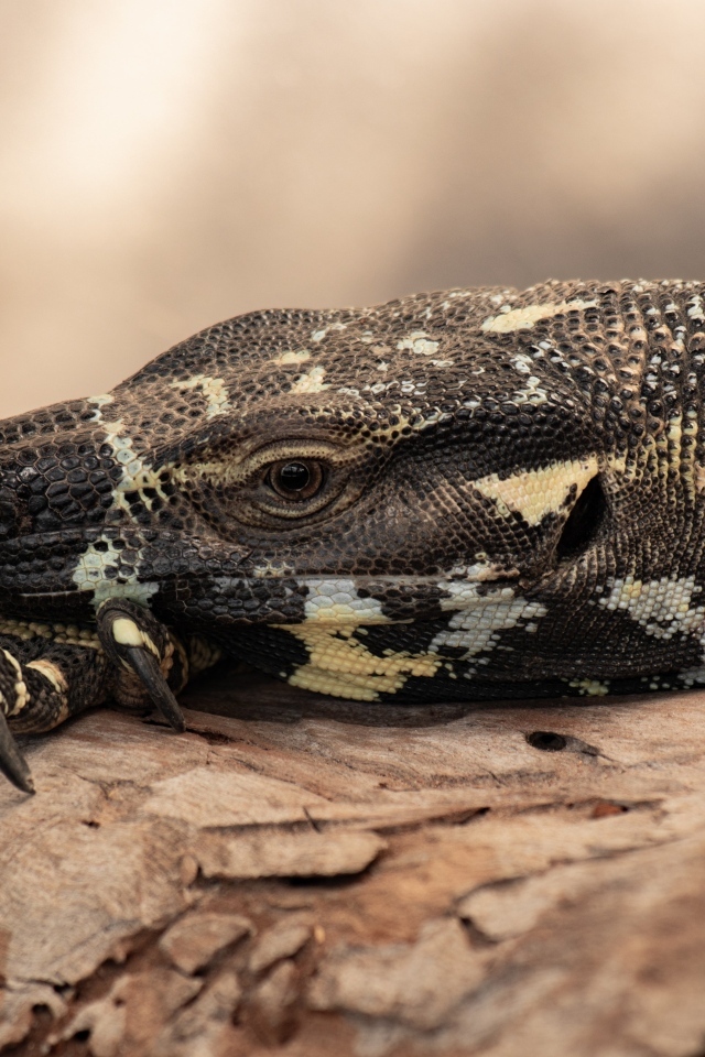 Большая игуана с острыми когтями 