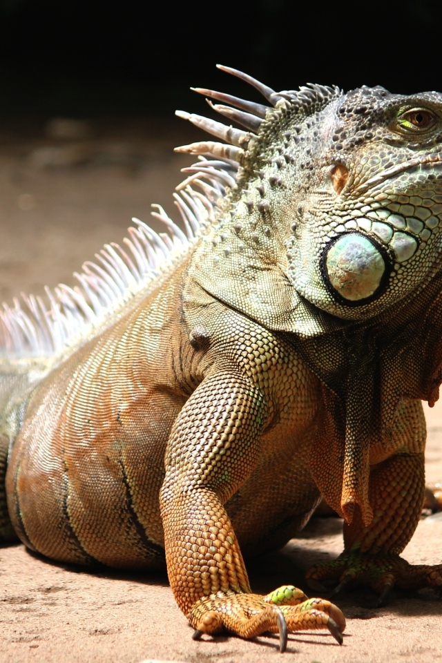 Большая игуана с острыми когтями