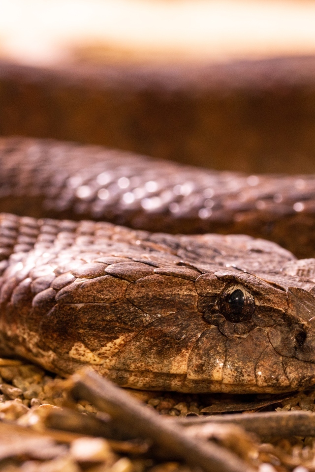 Большая ядовитая гадюка