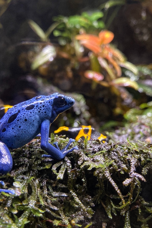Маленькая голубая лягушка 