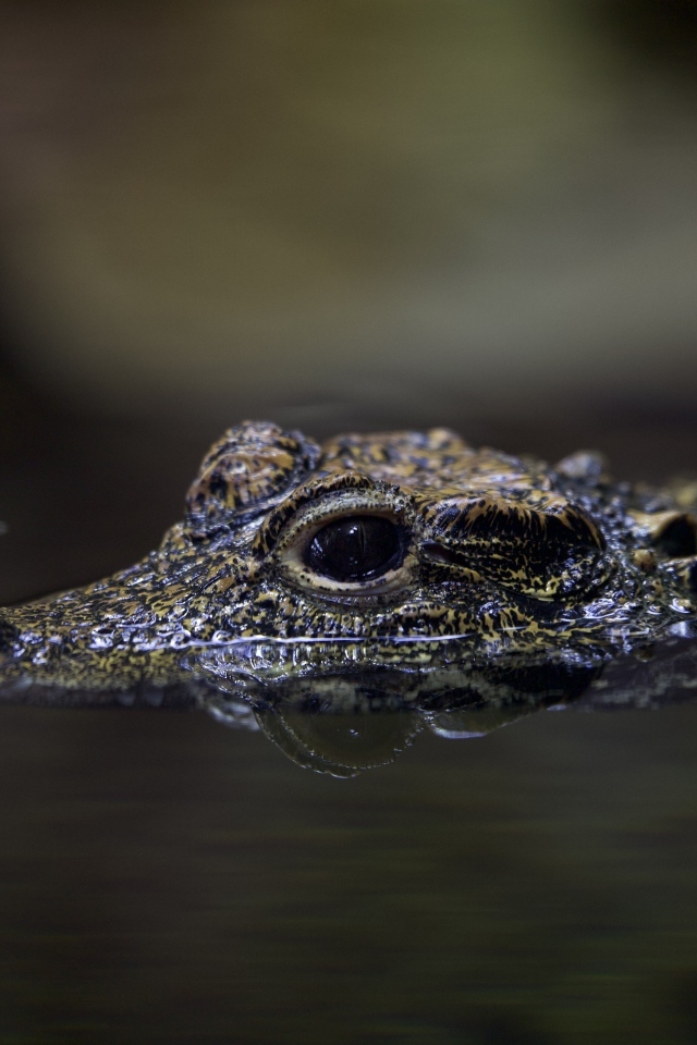 Маленький крокодил в воде