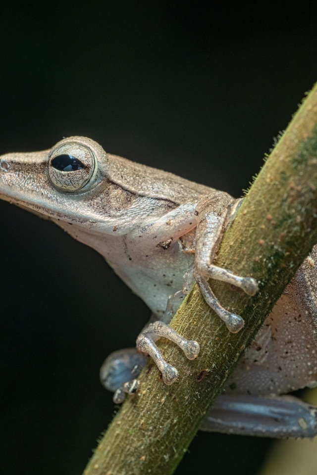 Маленькая лягушка на ветке на черном фоне