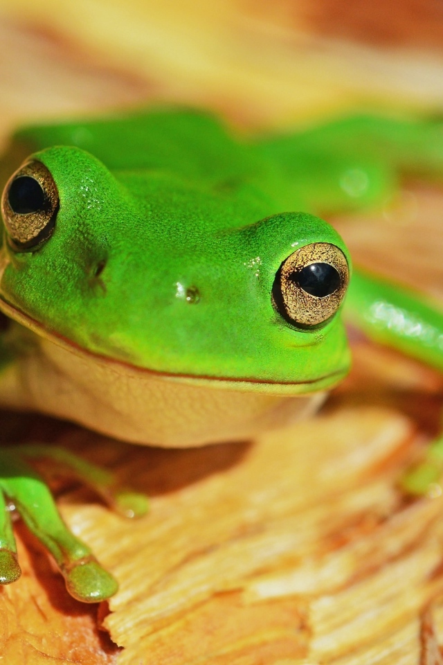 Маленькая зеленая лягушка с большими глазами