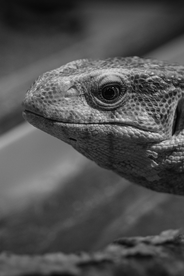 Варан черно-белое фото