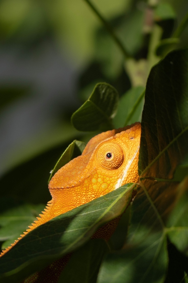 Оранжевый хамелеон в зеленых листьях