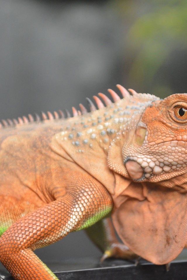 Оранжевая игуана крупным планом