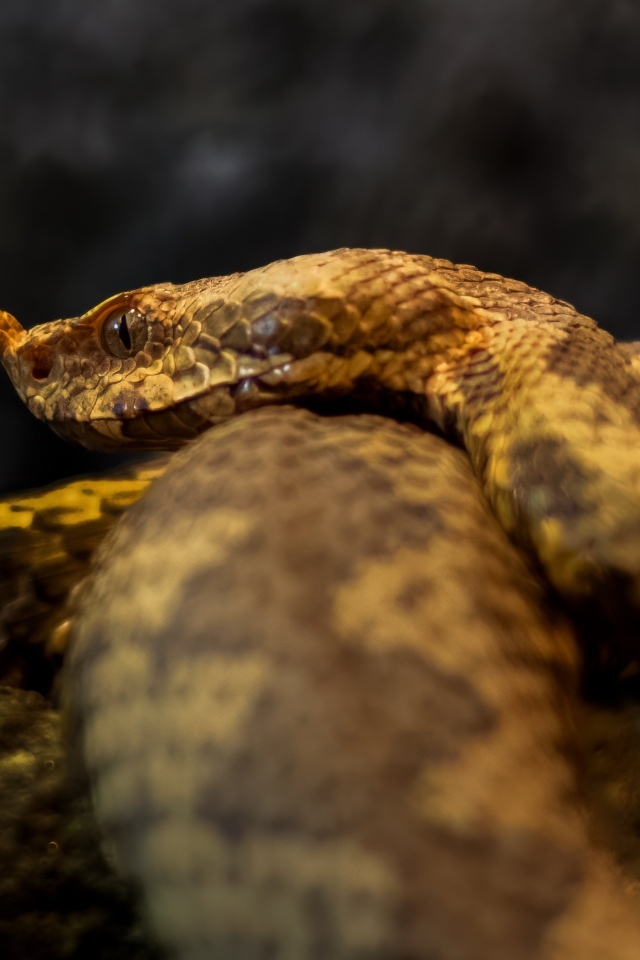 Ядовитая гадюка лежит на камне