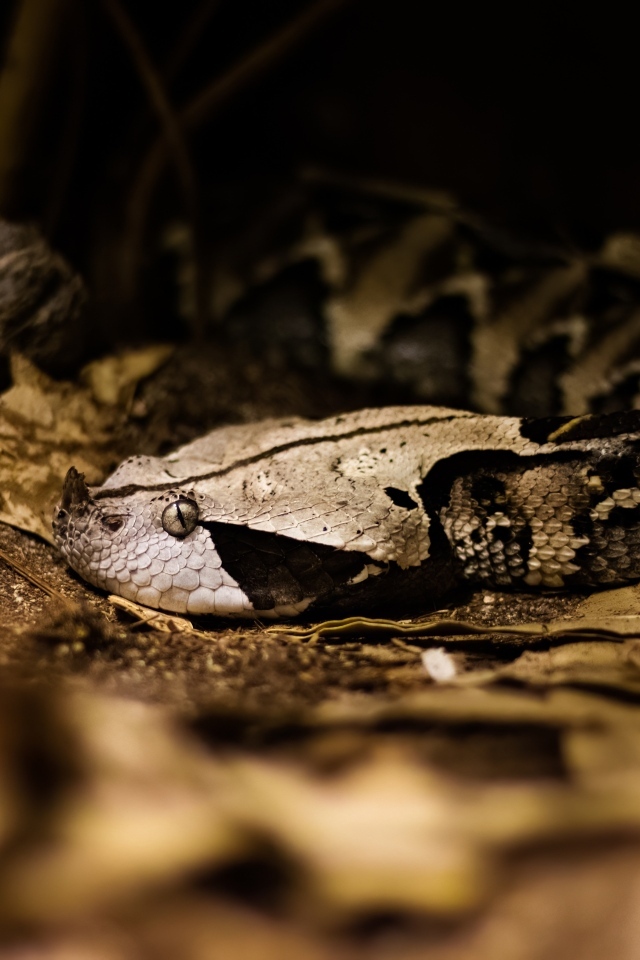 Ядовитая змея гадюка в желтых листьях