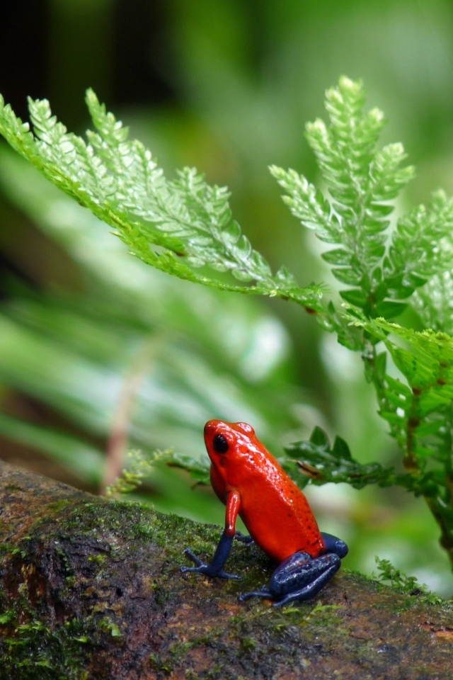 Красная лягушка с синими лапами