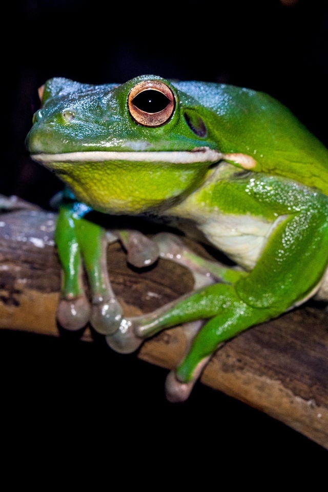 Скользкая зеленая лягушка сидит на ветке