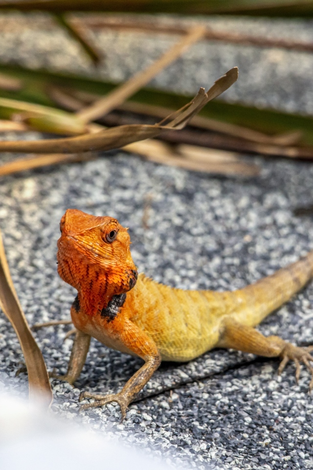 Маленькая оранжевая восточная садовая ящерица