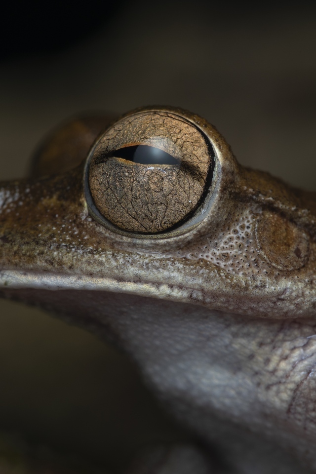 Жаба с большими глазами