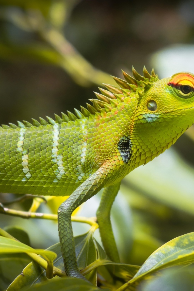 Маленькая зеленая ящерица в листьях 