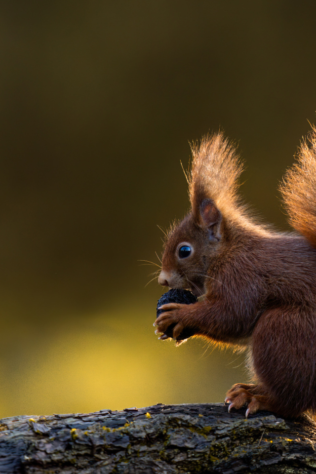 Маленькая белка в пушистым хвостом грызет орех