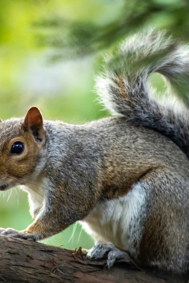 Белка с большими глазами сидит на ветке
