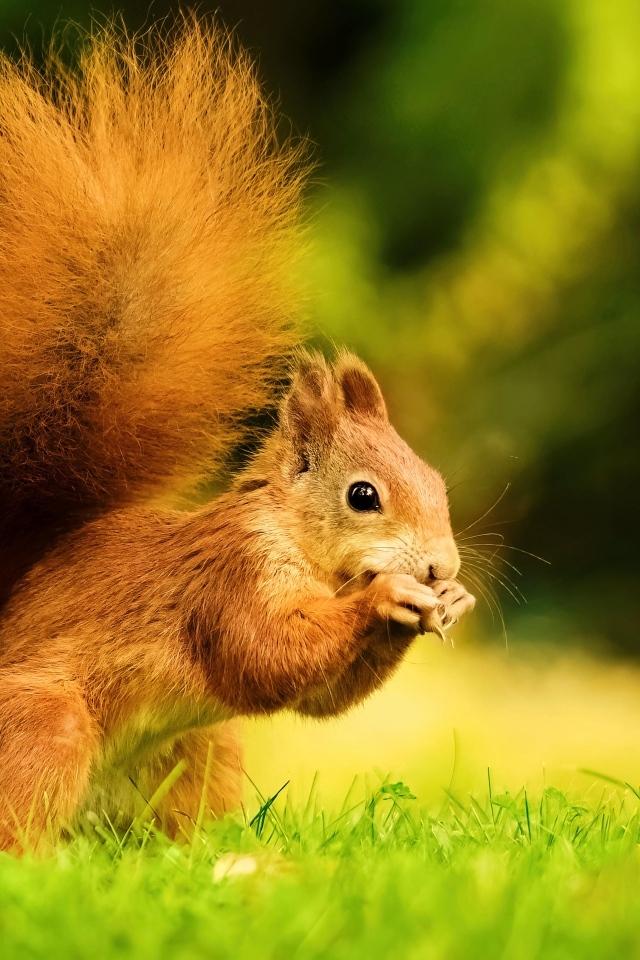 Красивая рыжая белка с пушистым хвостом