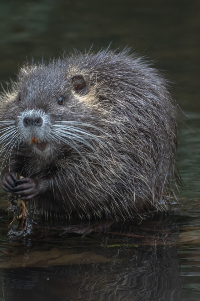Черная нутрия в воде