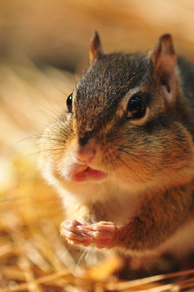 Бурундук с набил рот орехами