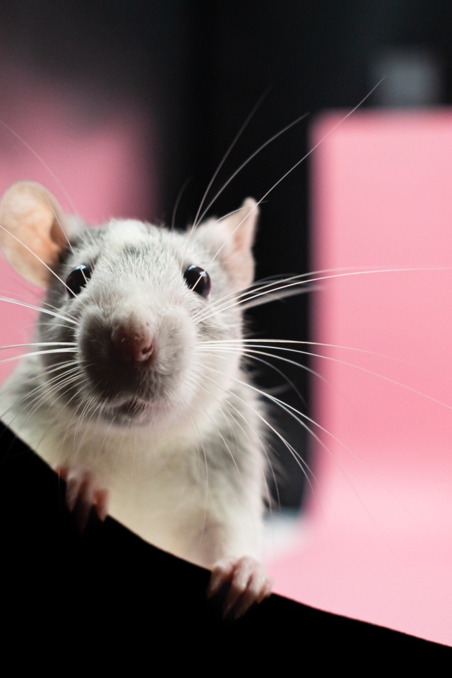 Любопытная маленькая домашняя крыса
