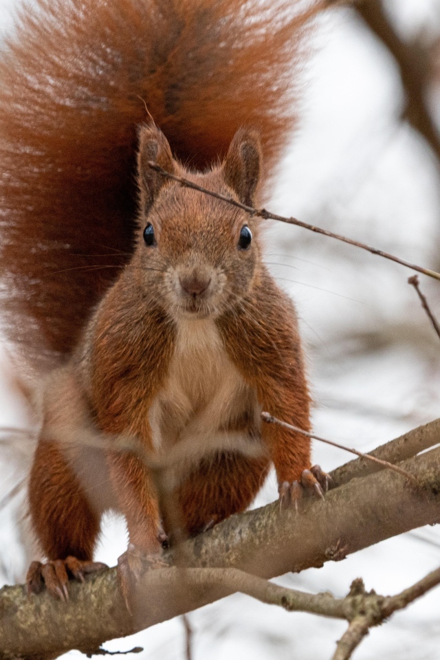Любопытная рыжая белка сидит на ветке