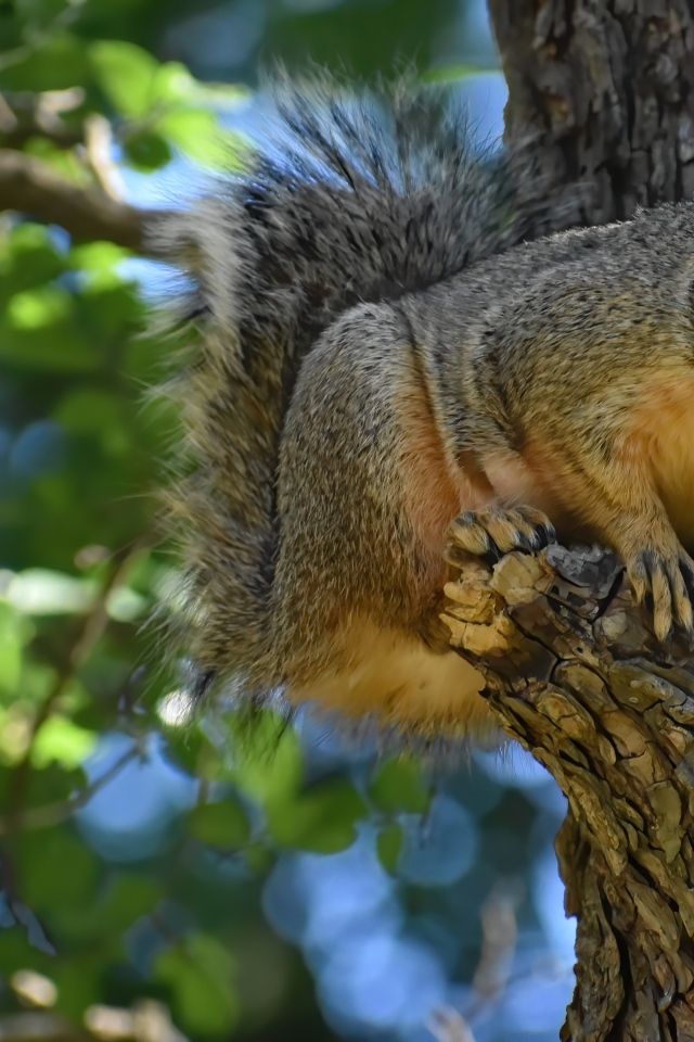 Любопытная белка на ветке дерева