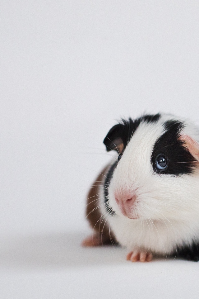 Милая морская свинка на сером фоне