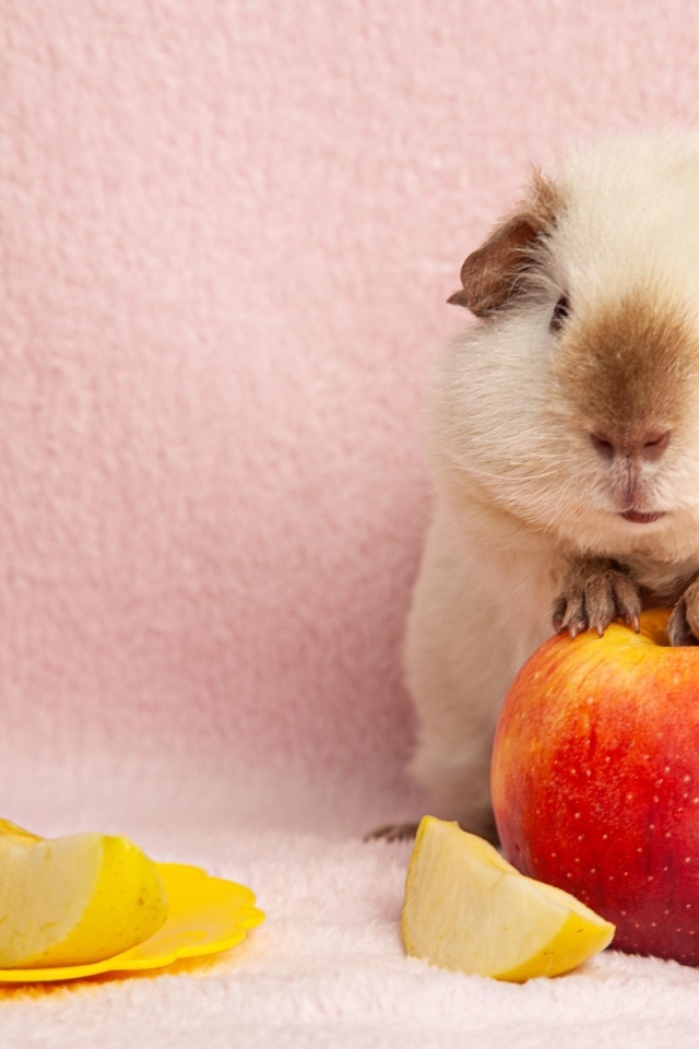 Милая морская свинка с яблоками на розовом фоне