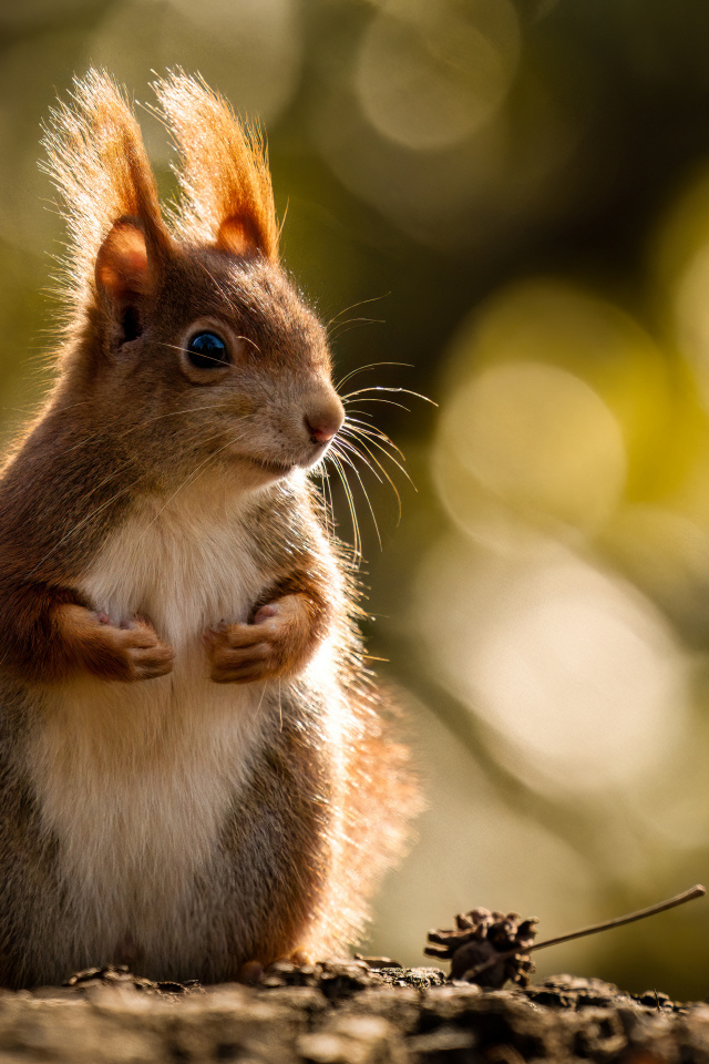 Милая рыжая белка в лучах солнца