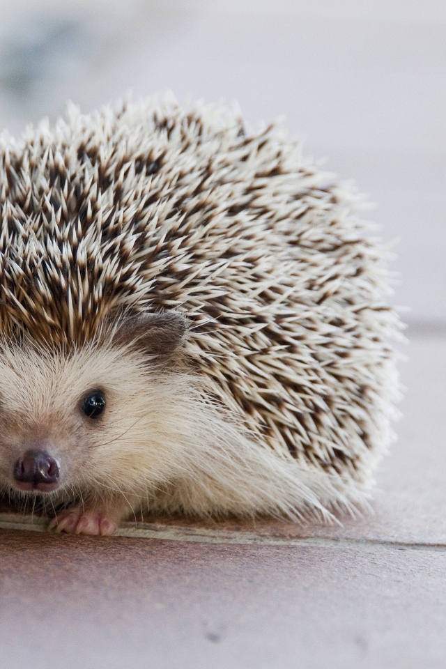 Милый колючий домашний еж