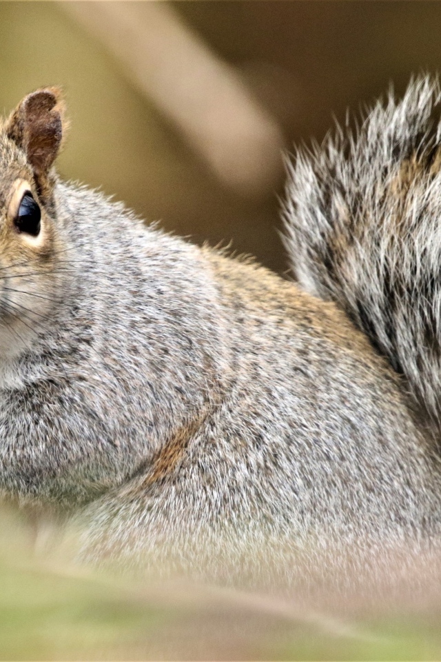 Забавная серая белка крупным планом