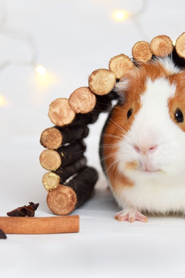 Морская свинка в домике из веток