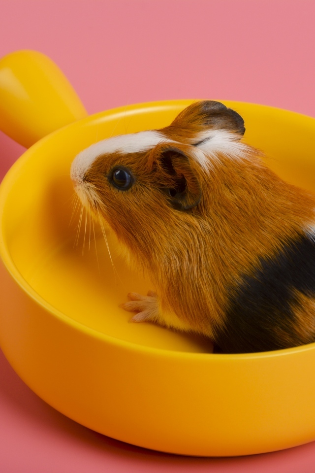 Морская свинка сидит в желтой чашке на розовом фоне