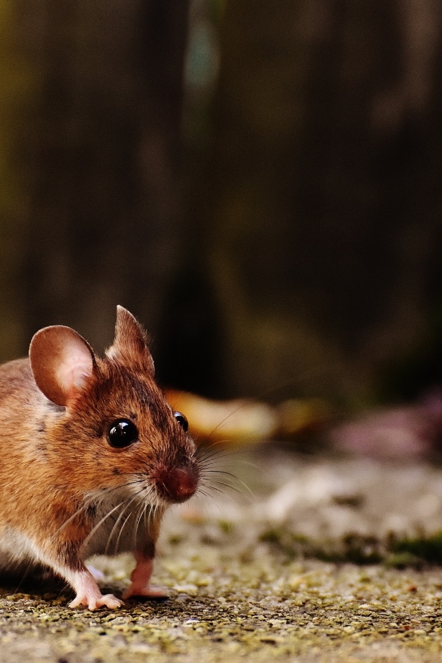 Маленькая полевая мышь