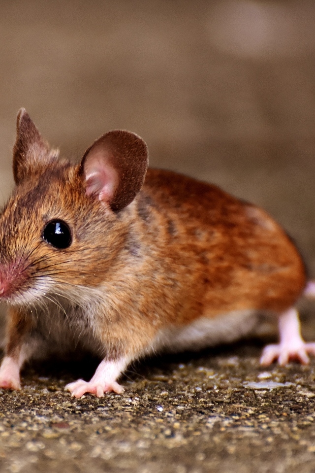 Маленький испуганный мышонок на дороге