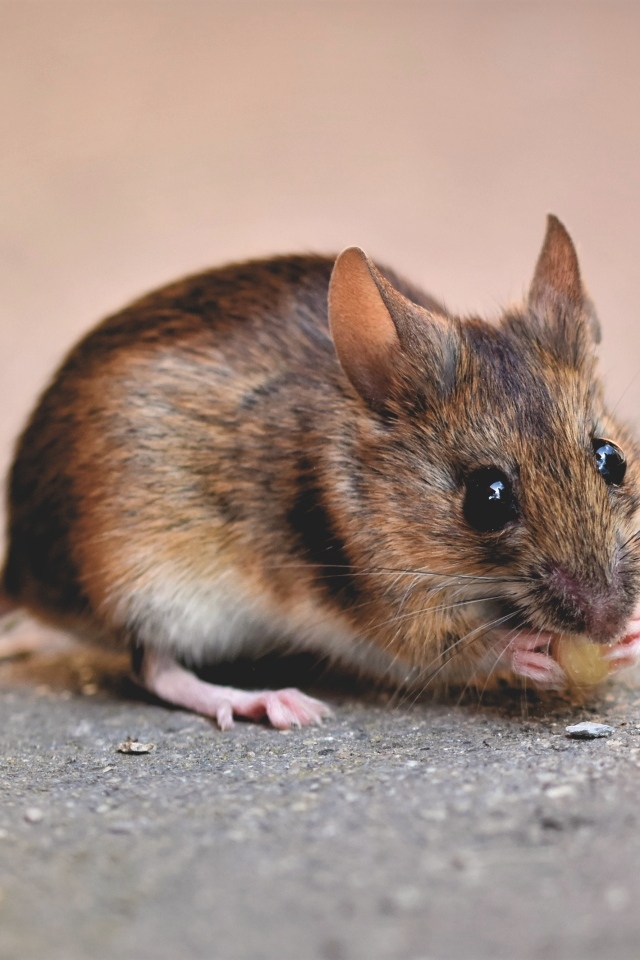 Маленький мышонок грызет еду на земле