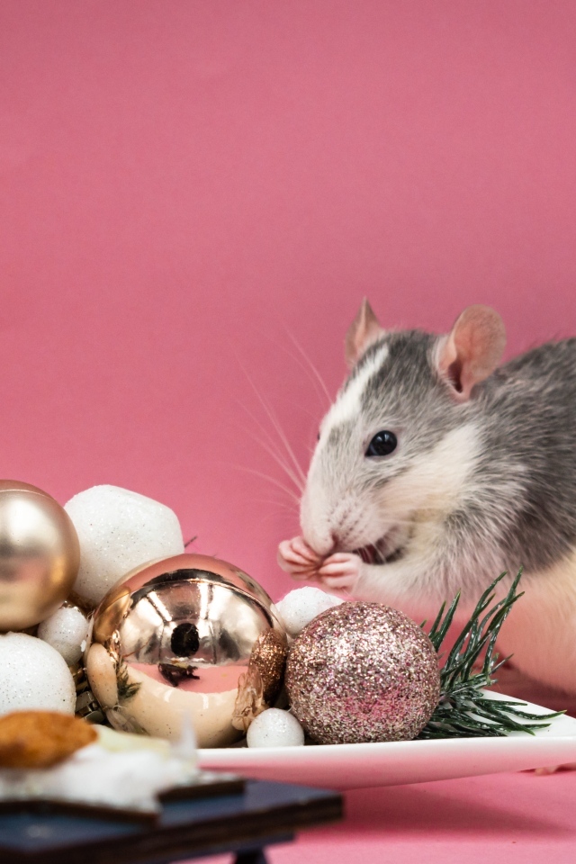 Маленькая крыса с игрушками на розовом фоне