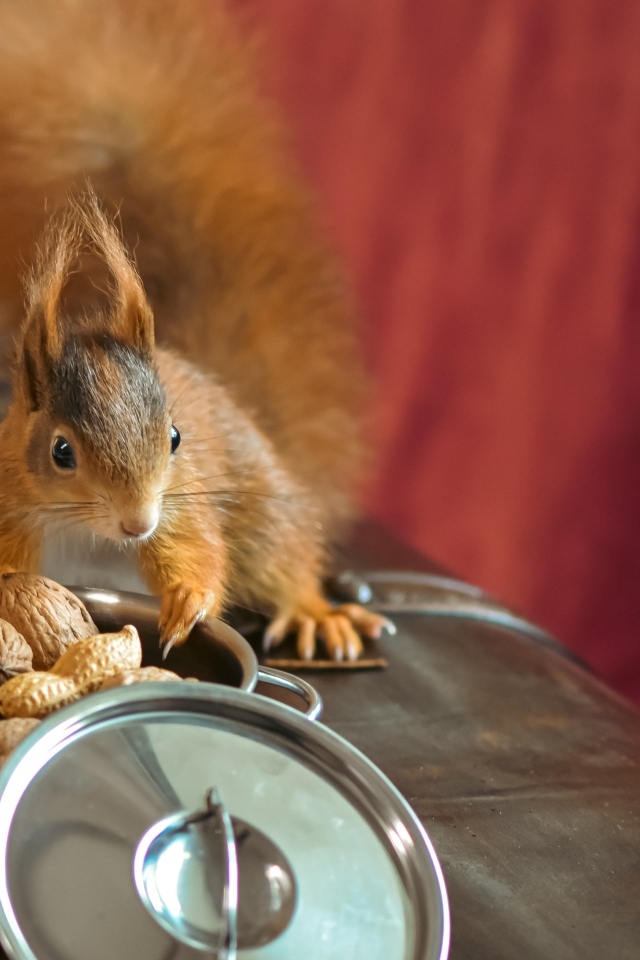 Рыжая белка на столе с орехами