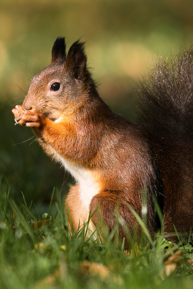 Рыжая белка сидит в зеленой траве