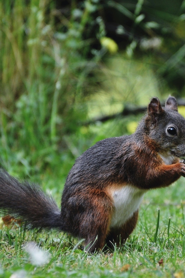 Белка грызет орех на зеленой траве