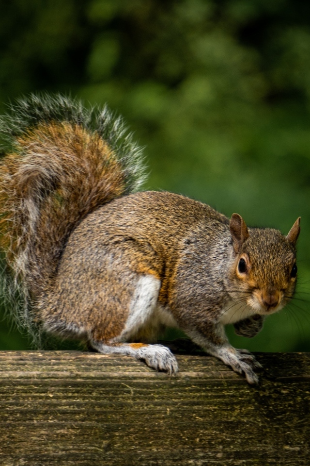 Белка с большим пушистым хвостом
