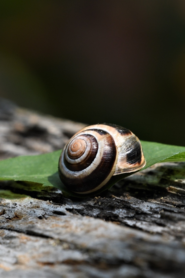 Ракушка с листом лежат на сухом дереве