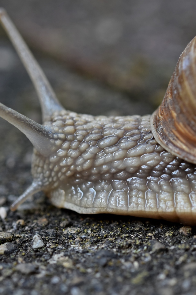Улитка с большими усиками ползет по асфальту
