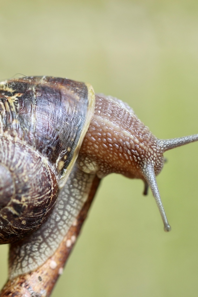 Большая улитка сидит на ветке дерева 